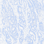 Tissue-Tek Genie® anti-PAX8 - Additional Image 3