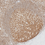 Tissue-Tek Genie® anti-PMS2 - Additional Image 1