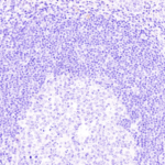 Tissue-Tek Genie® anti-Uroplakin II - Additional Image 3